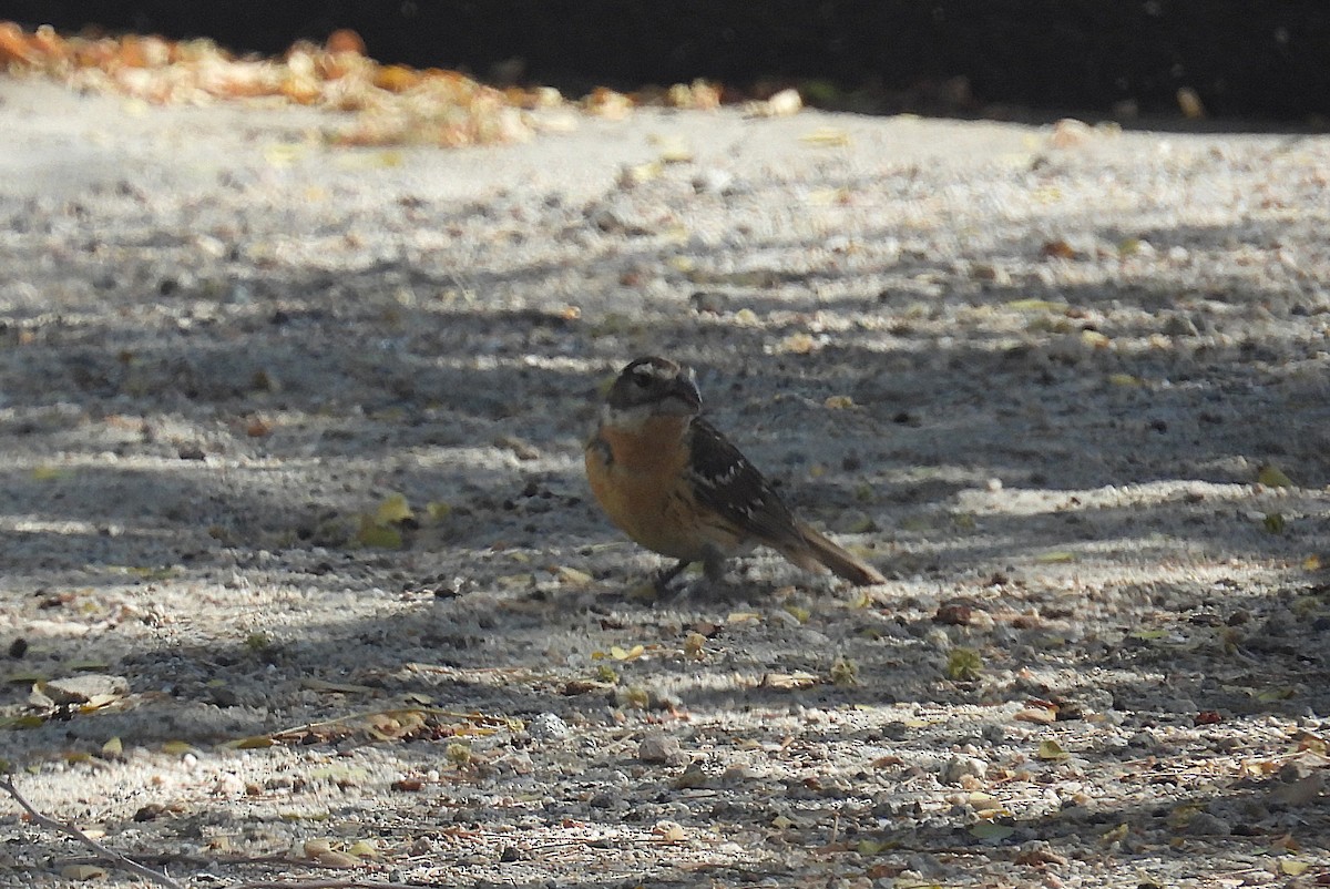Black-headed Grosbeak - ML636542611
