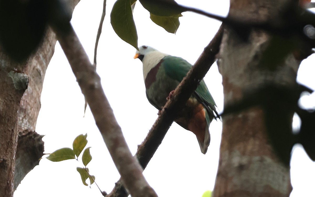 Black-chinned Fruit-Dove - ML636542623
