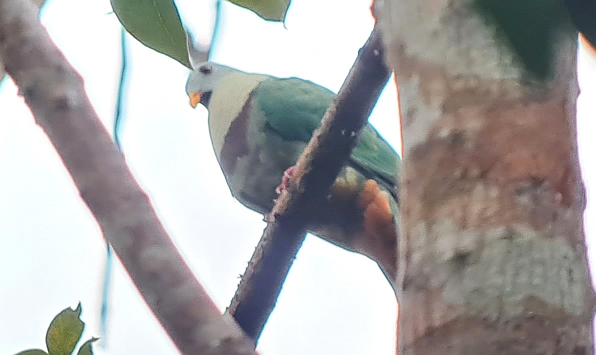Black-chinned Fruit-Dove - ML636542624