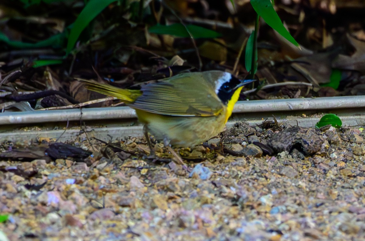 Paruline masquée - ML636542658