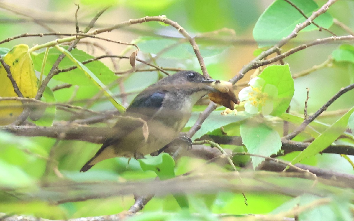 Zwergmistelfresser - ML636542728