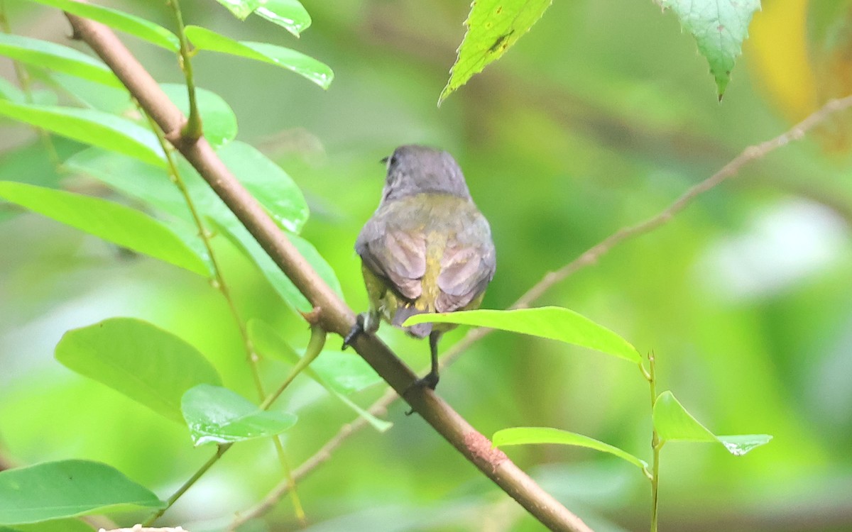 Zwergmistelfresser - ML636542729