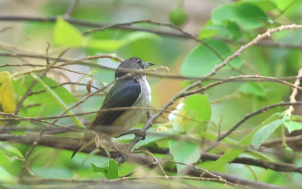 Zwergmistelfresser - ML636542730