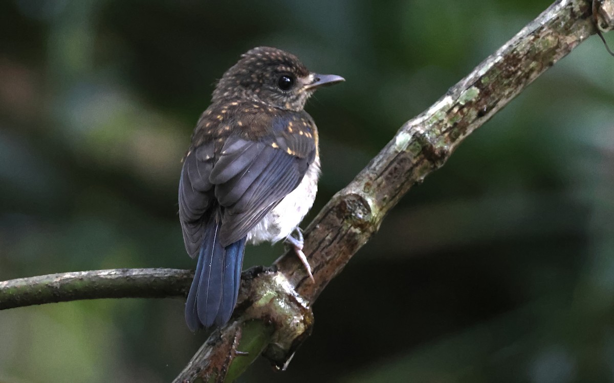 Mangrove Blue Flycatcher - ML636542811