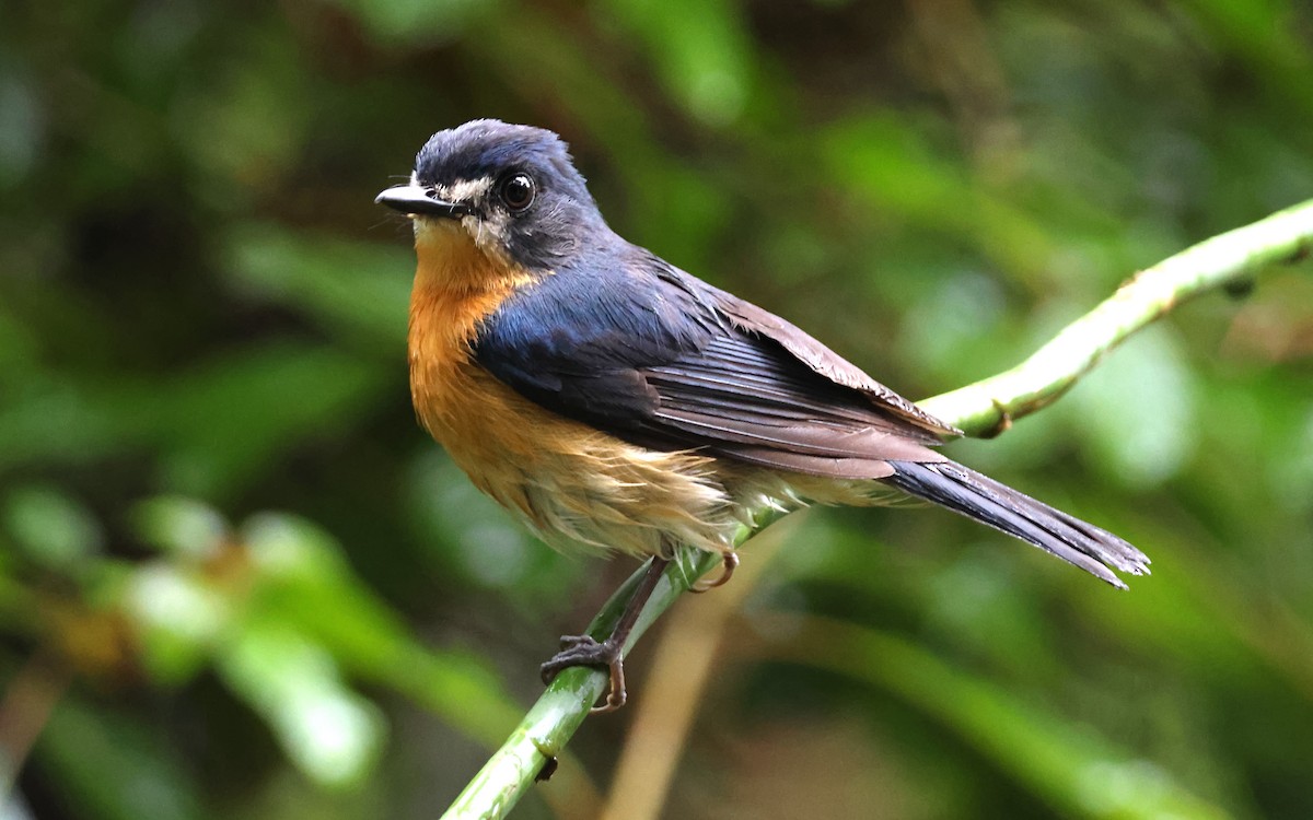 Mangrove Blue Flycatcher - ML636542812