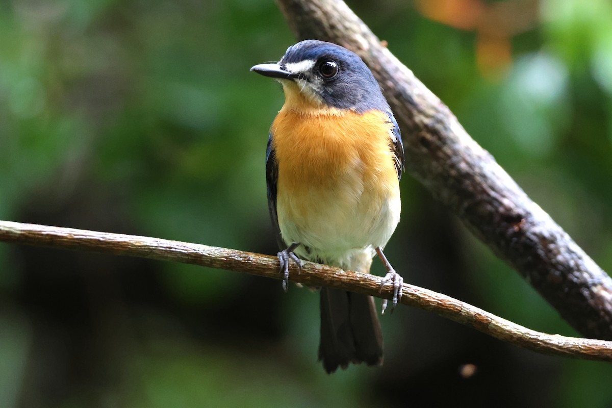 Mangrove Blue Flycatcher - ML636542814