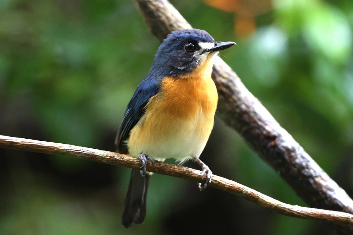 Mangrove Blue Flycatcher - ML636542815