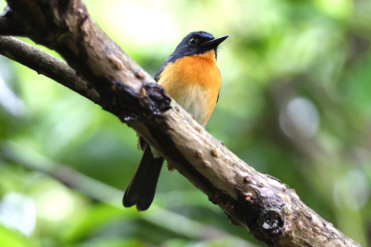 Mangrove Blue Flycatcher - ML636542816