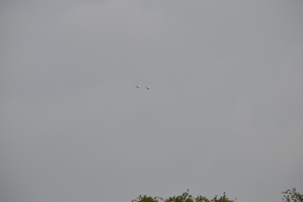 Great Egret - ML636542877