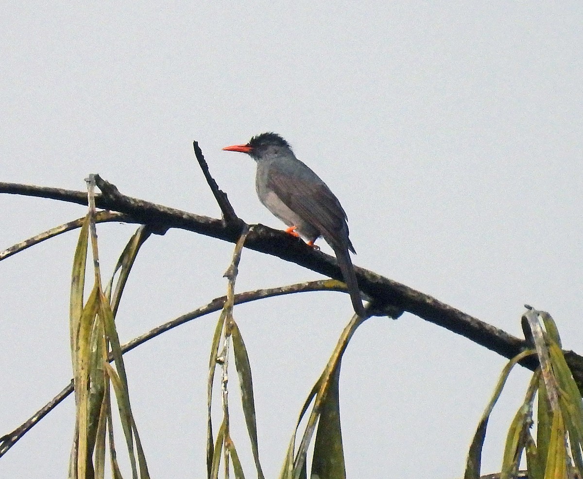 Square-tailed Bulbul (Sri Lanka) - ML636542893