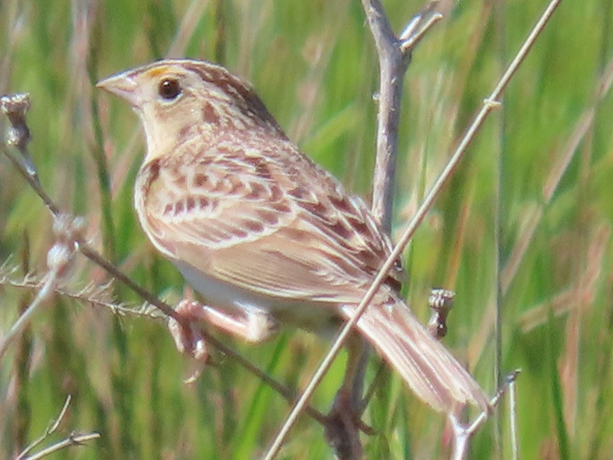 Grasshopper Sparrow - ML636543021