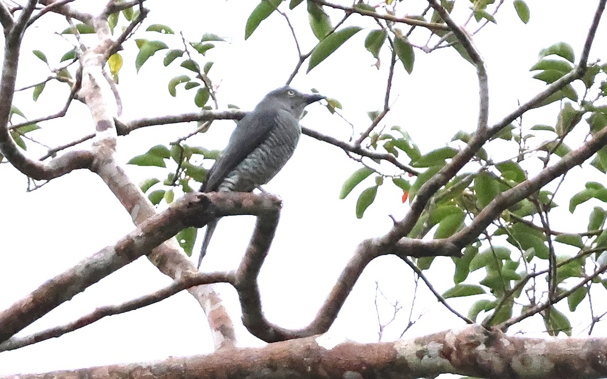Bar-bellied Cuckooshrike - ML636543127