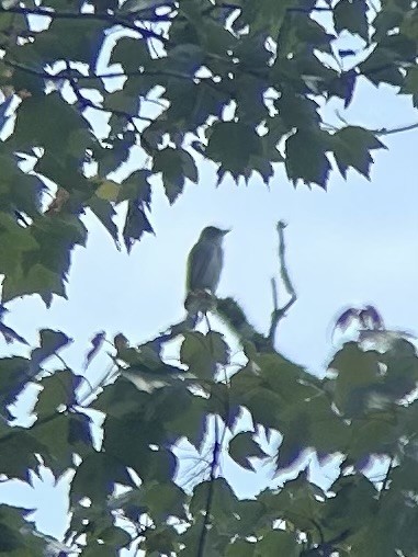 Olive-sided Flycatcher - ML636543154