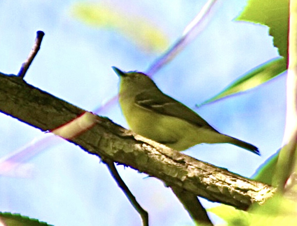 White-eyed Vireo - ML636543199