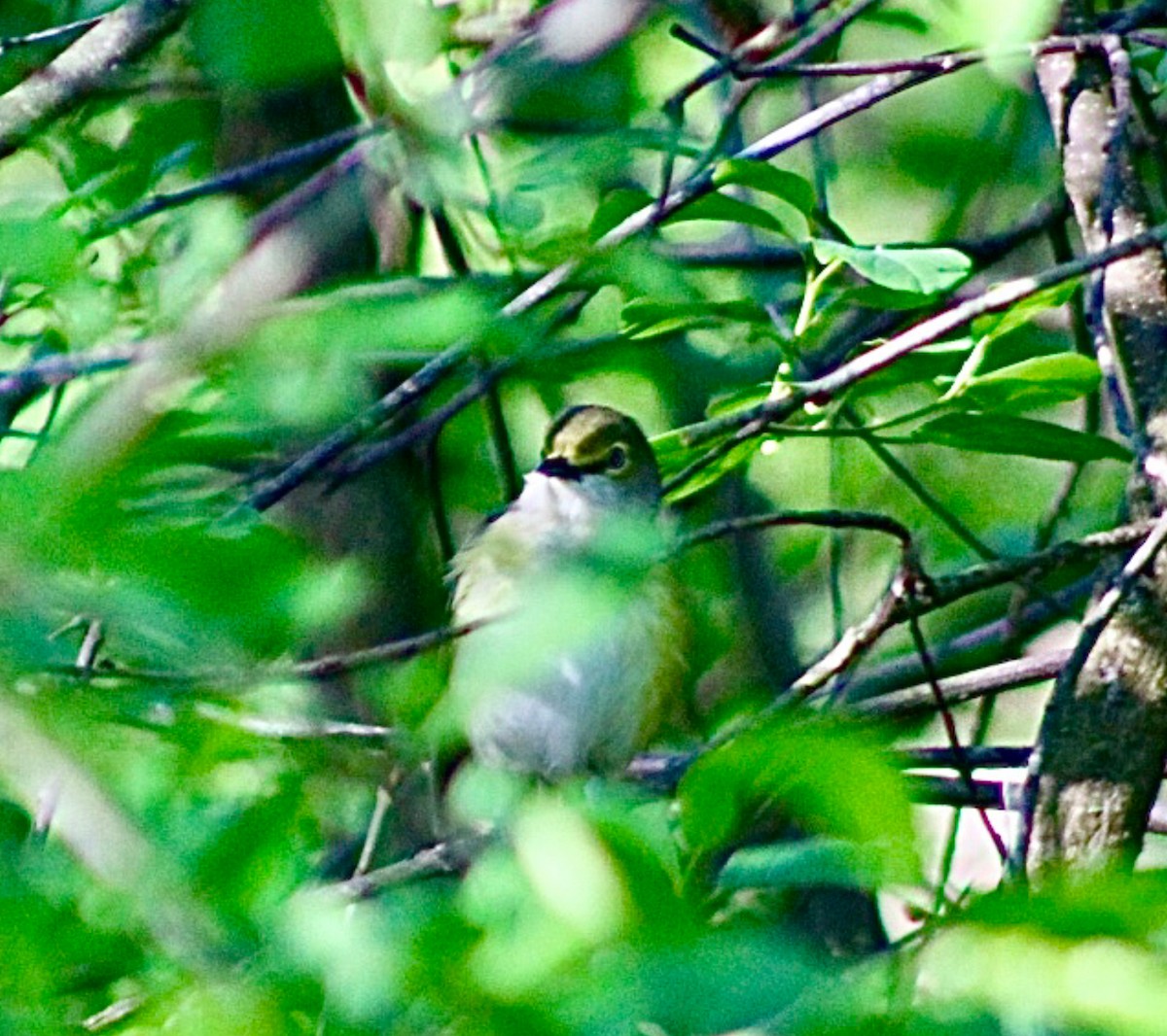 White-eyed Vireo - ML636543200