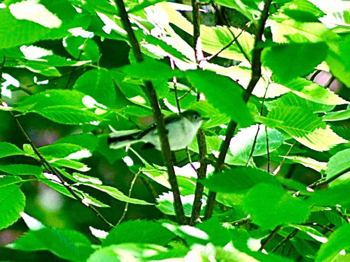 Blue-gray Gnatcatcher - ML636543222