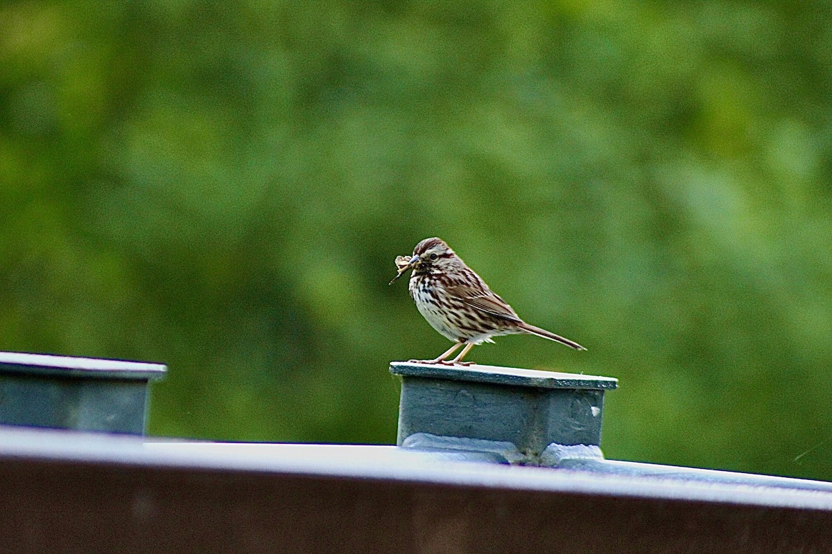 Song Sparrow - ML636543246