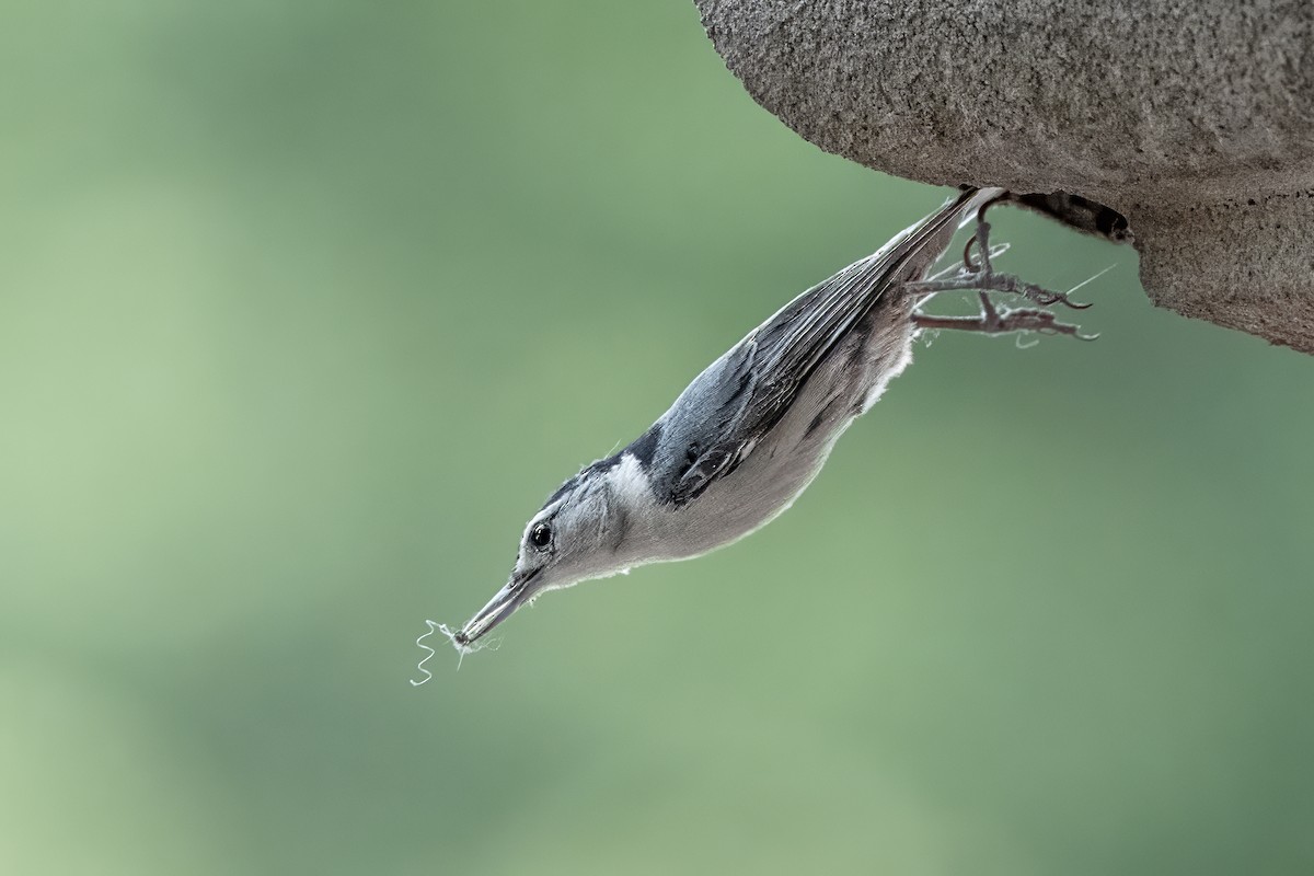 White-breasted Nuthatch - ML636543249