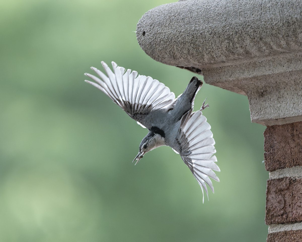 White-breasted Nuthatch - ML636543252