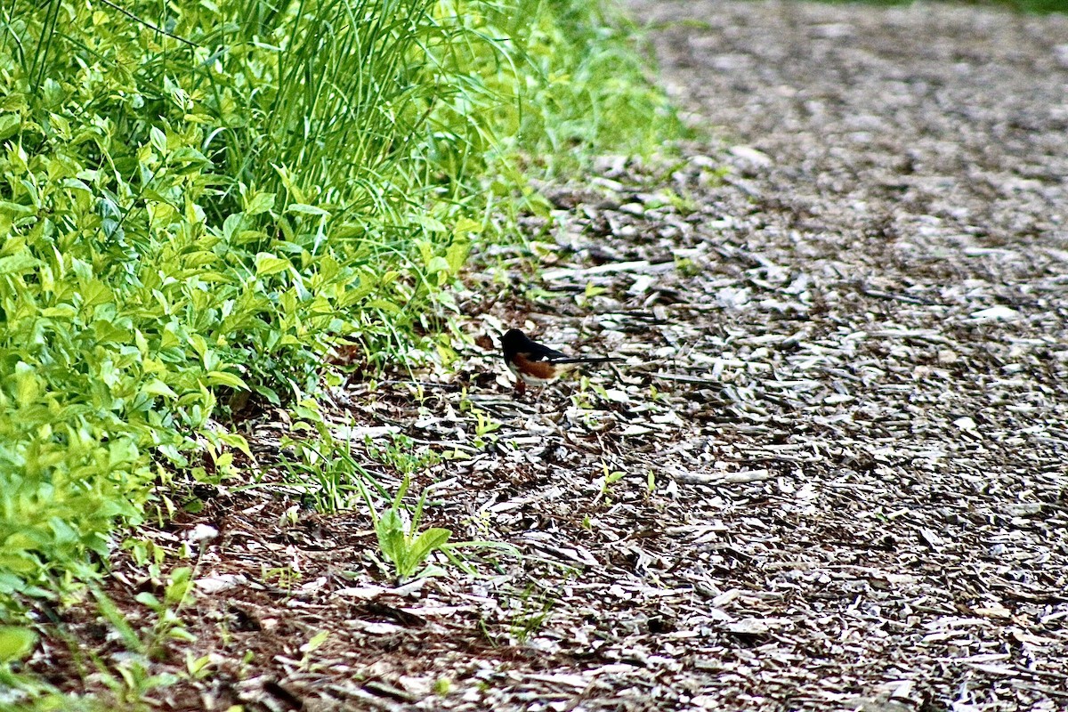 Eastern Towhee - ML636543264