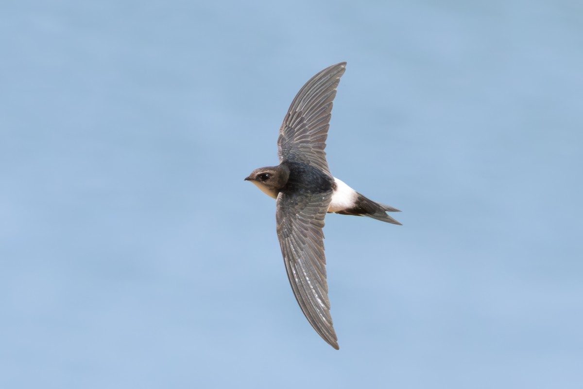 Horus Swift - ML636543407