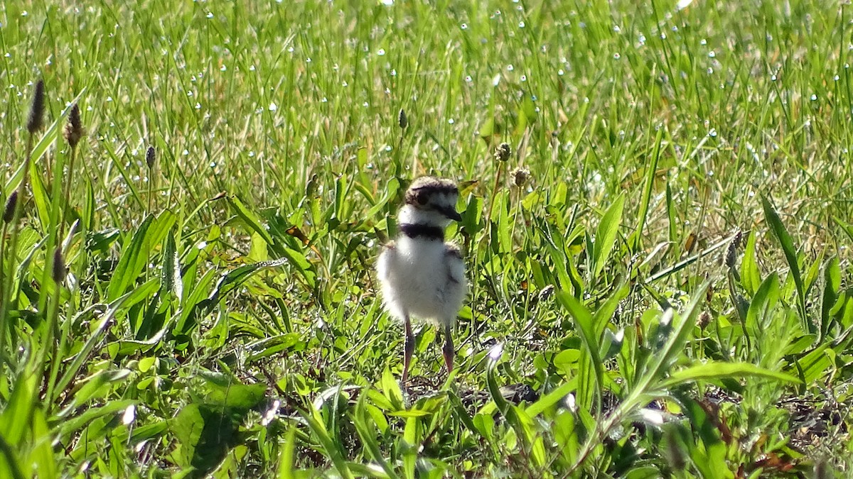 Killdeer - ML636543509