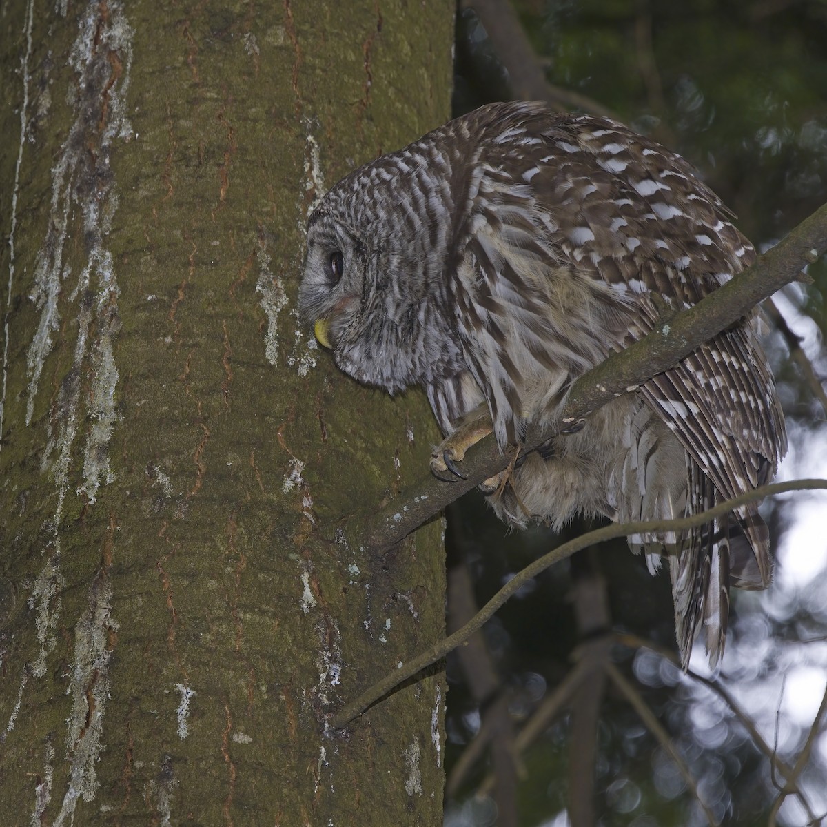 Barred Owl - ML636543529