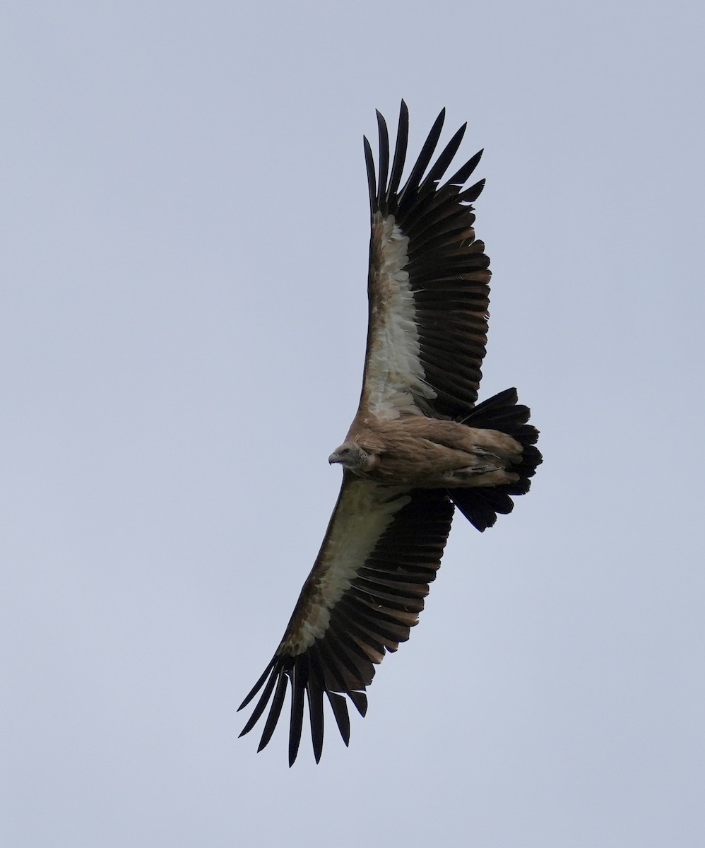 Himalayan Griffon - ML636543562