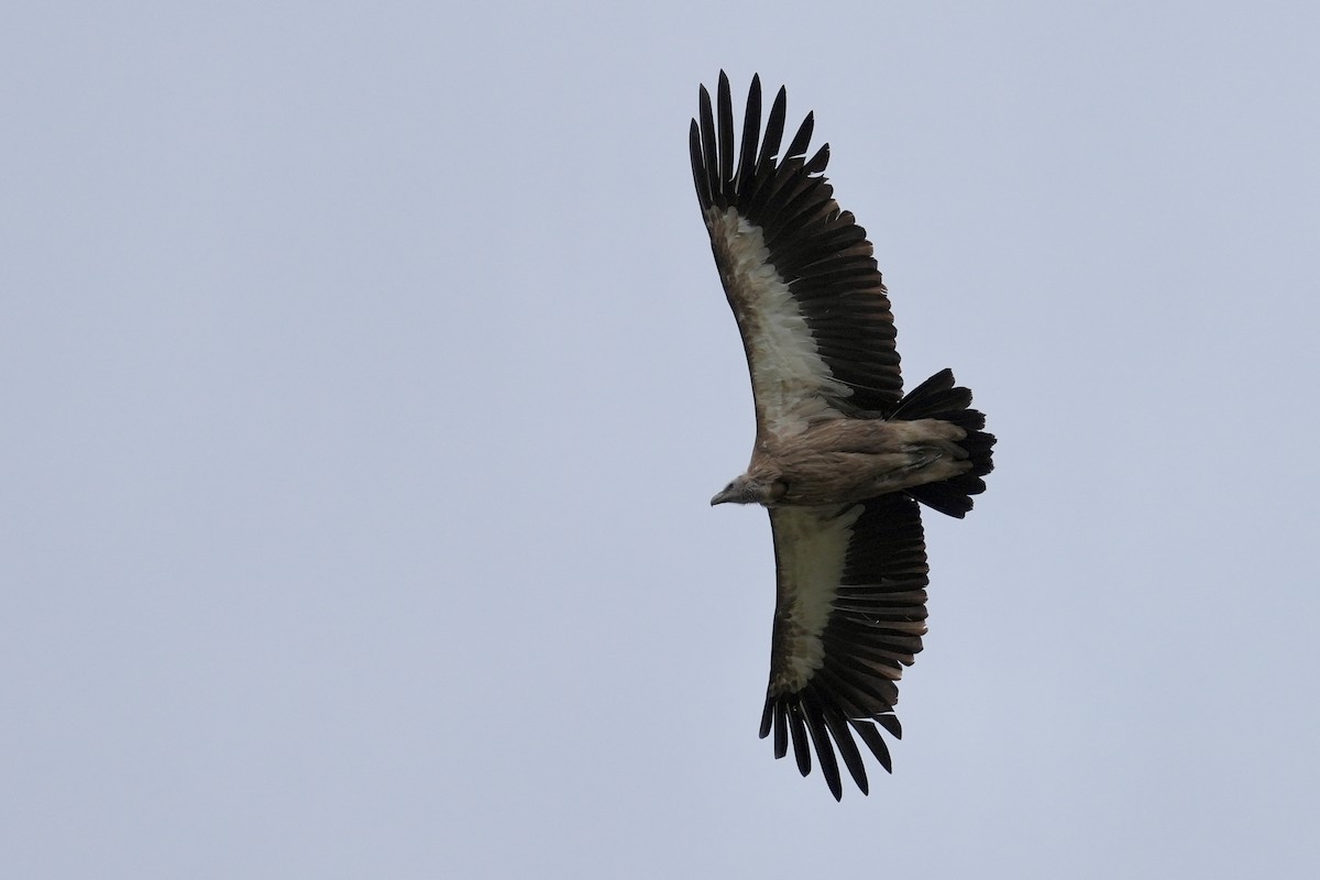 Himalayan Griffon - ML636543563