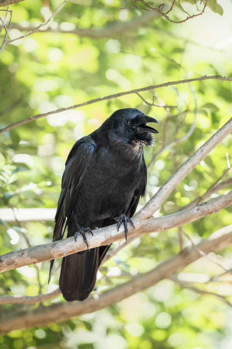 Fish Crow - ML636543571