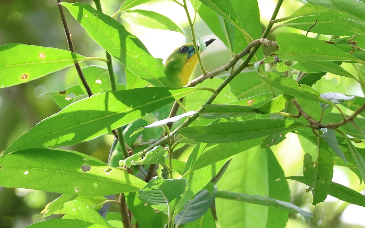 Yellow-throated Leafbird - ML636543579