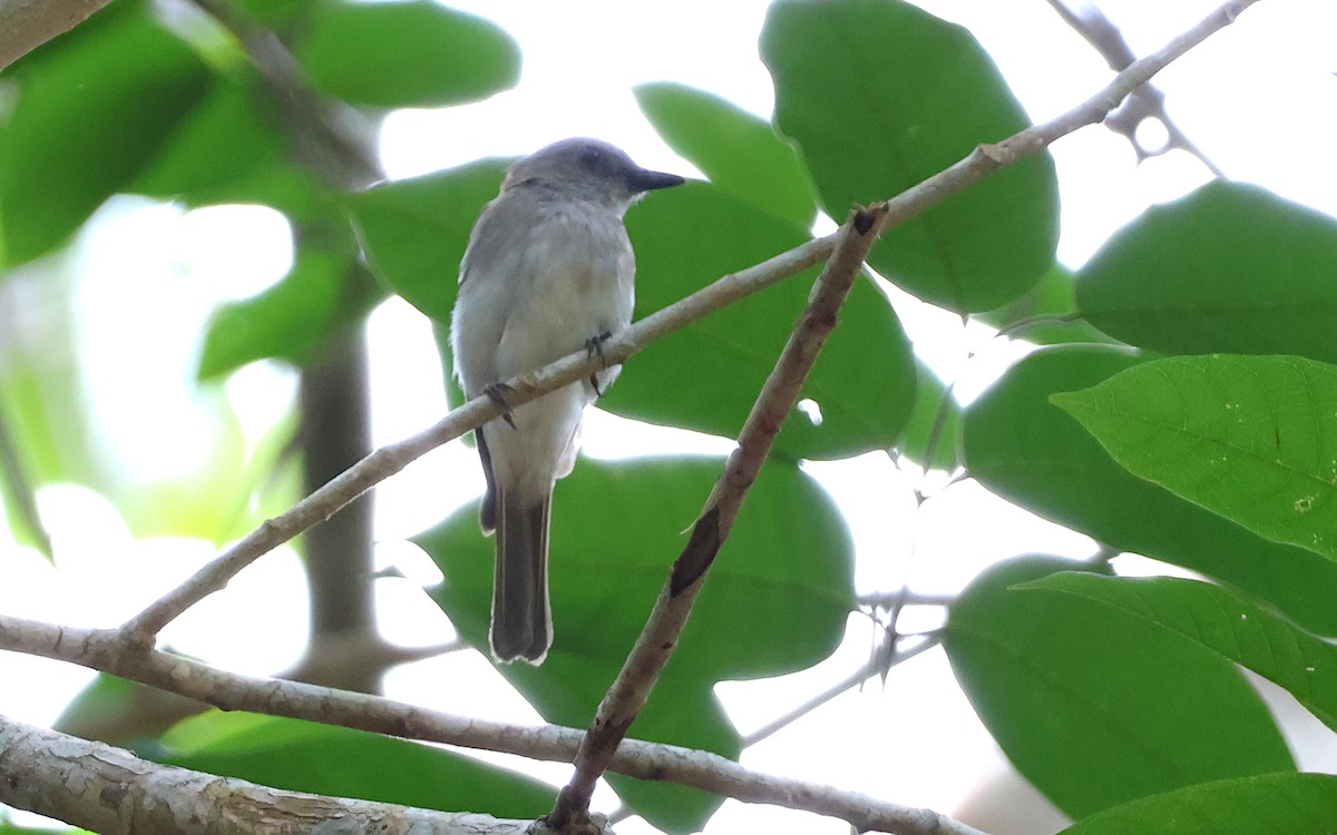 Mangrove Whistler - ML636543606