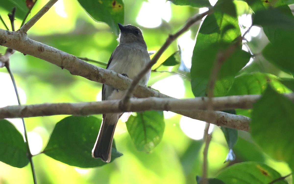 Mangrove Whistler - ML636543607