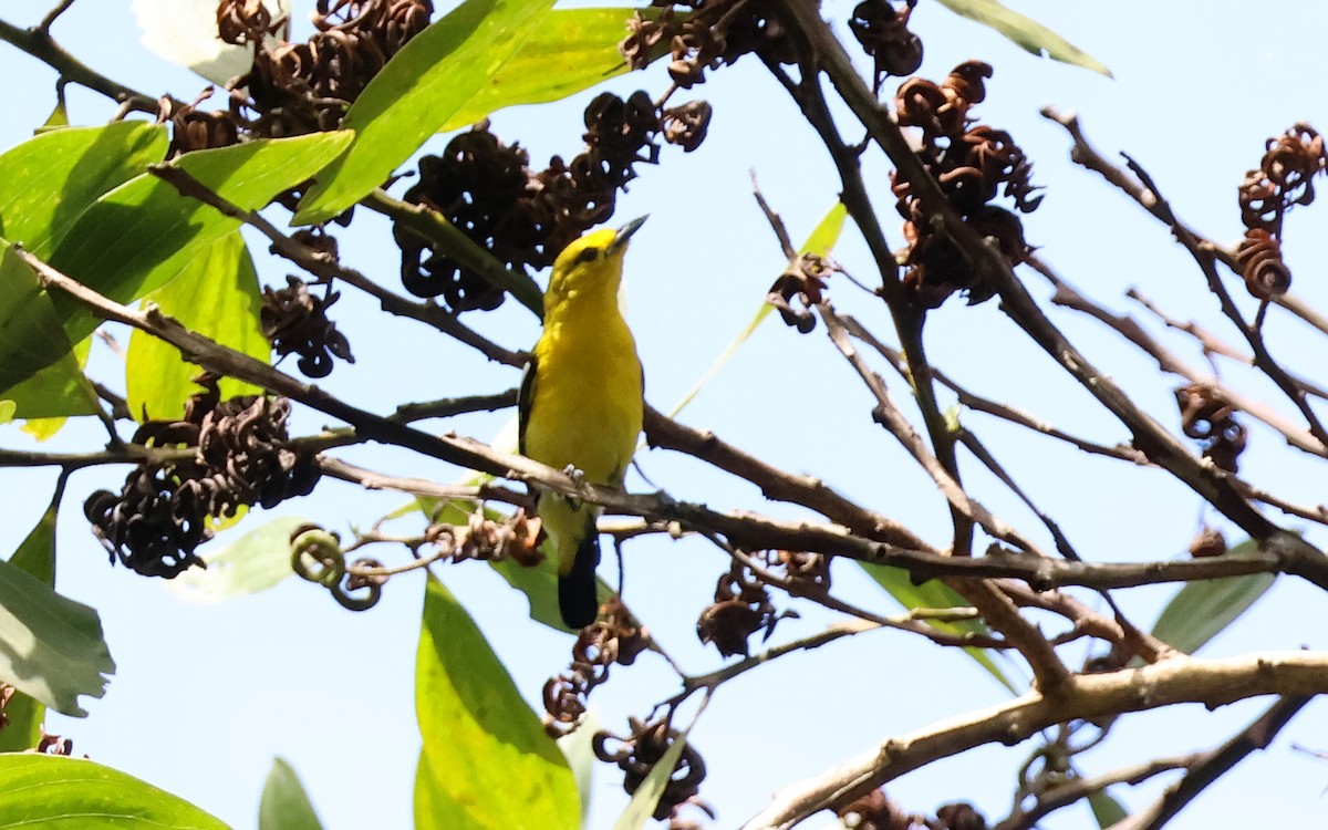 Common Iora - ML636543610