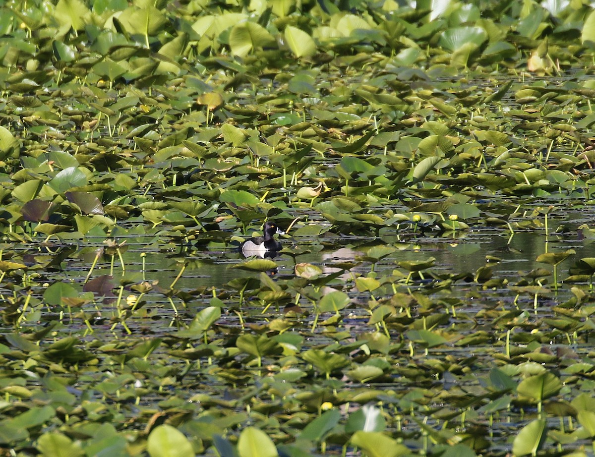 Ring-necked Duck - ML636543622