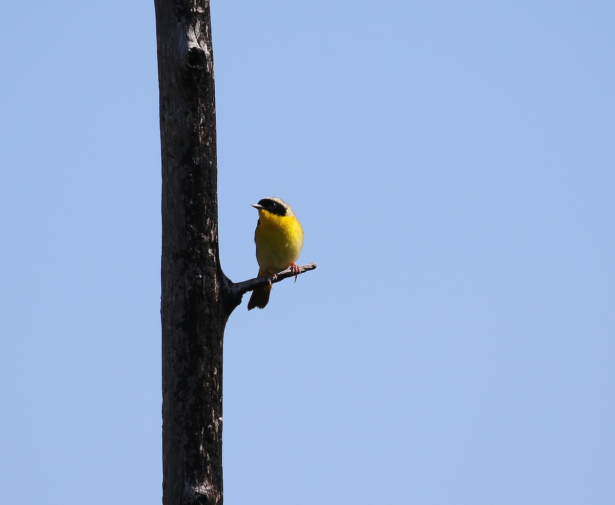 Common Yellowthroat - ML636543685