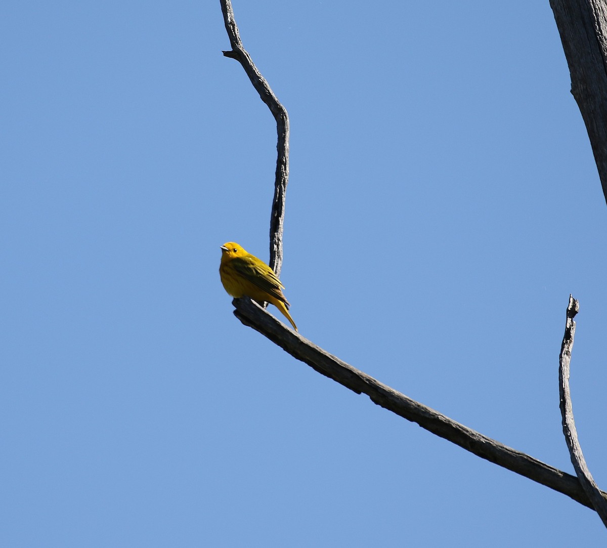 Yellow Warbler - ML636543703