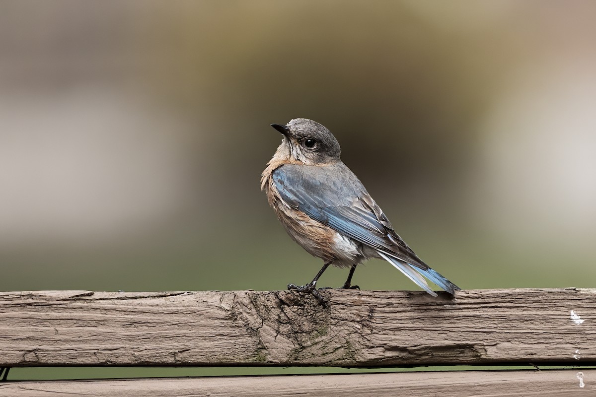 Eastern Bluebird - ML636543724