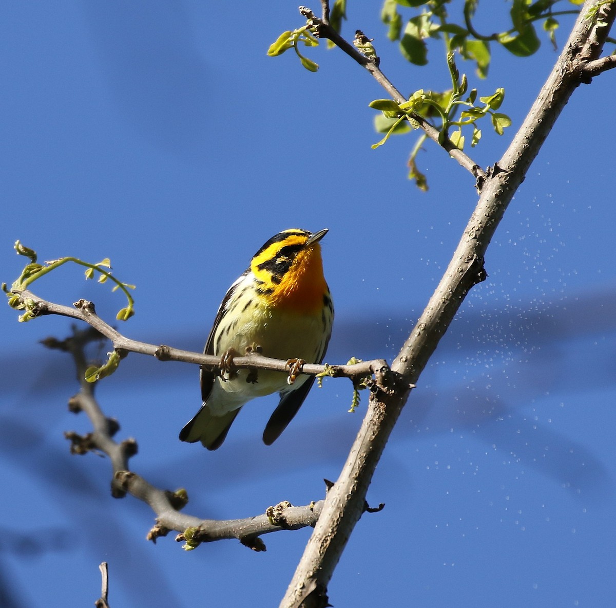 Blackburnian Warbler - ML636543728