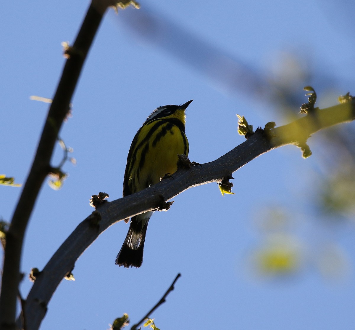 Magnolia Warbler - ML636543736