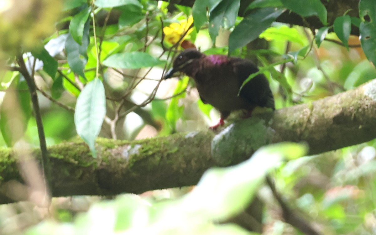 Amethyst Brown-Dove - ML636543760