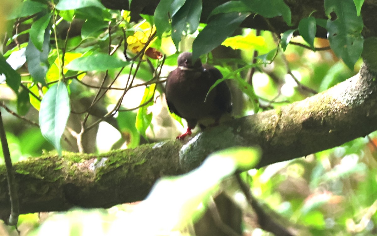 Amethyst Brown-Dove - ML636543761
