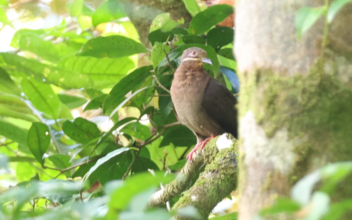 Amethyst Brown-Dove - ML636543762