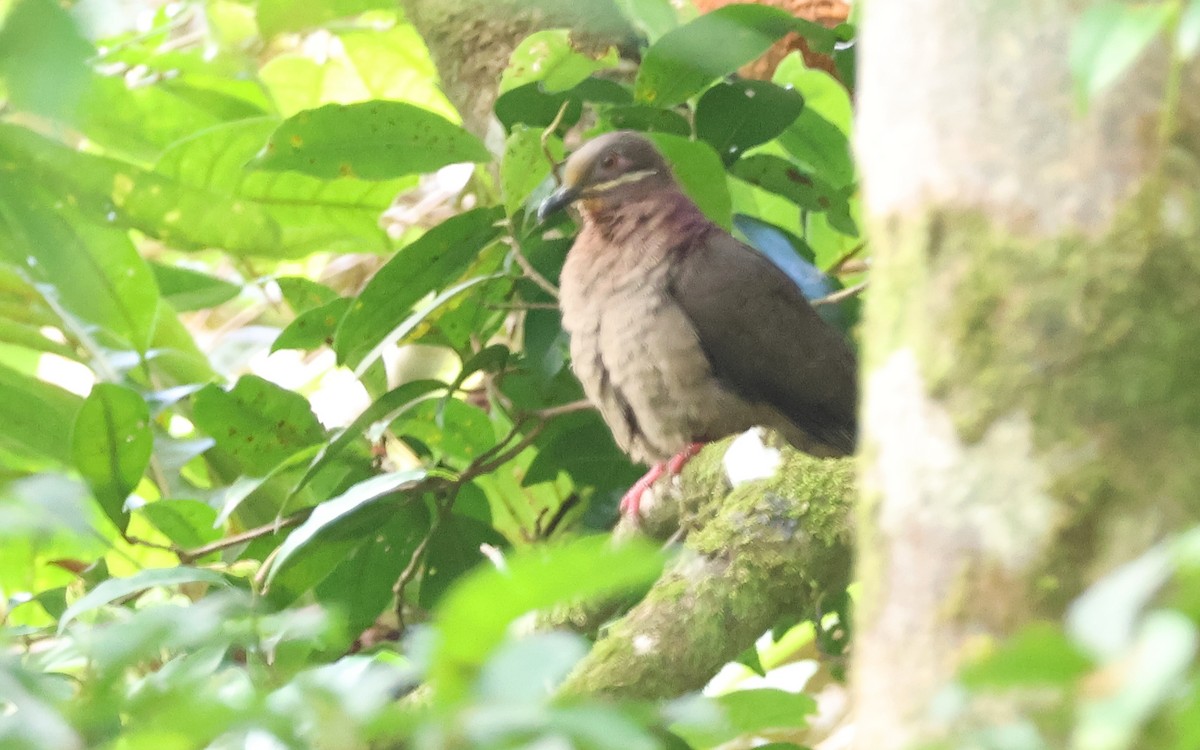 Amethyst Brown-Dove - ML636543763