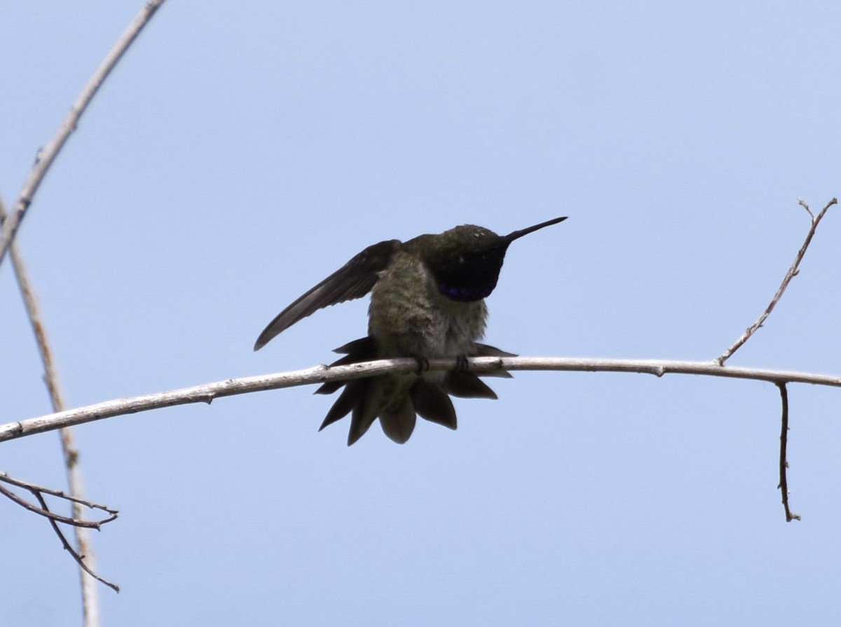 Black-chinned Hummingbird - ML636543769