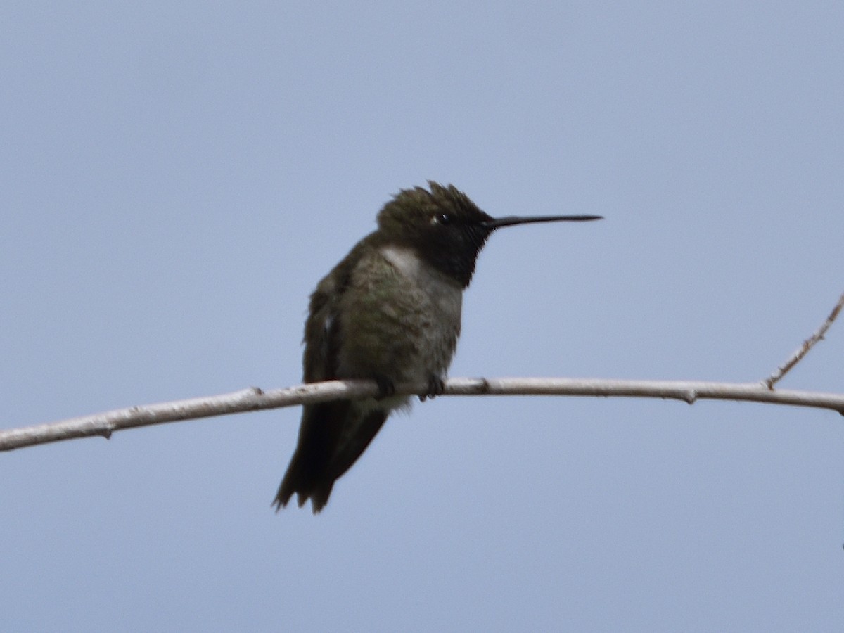 Black-chinned Hummingbird - ML636543783