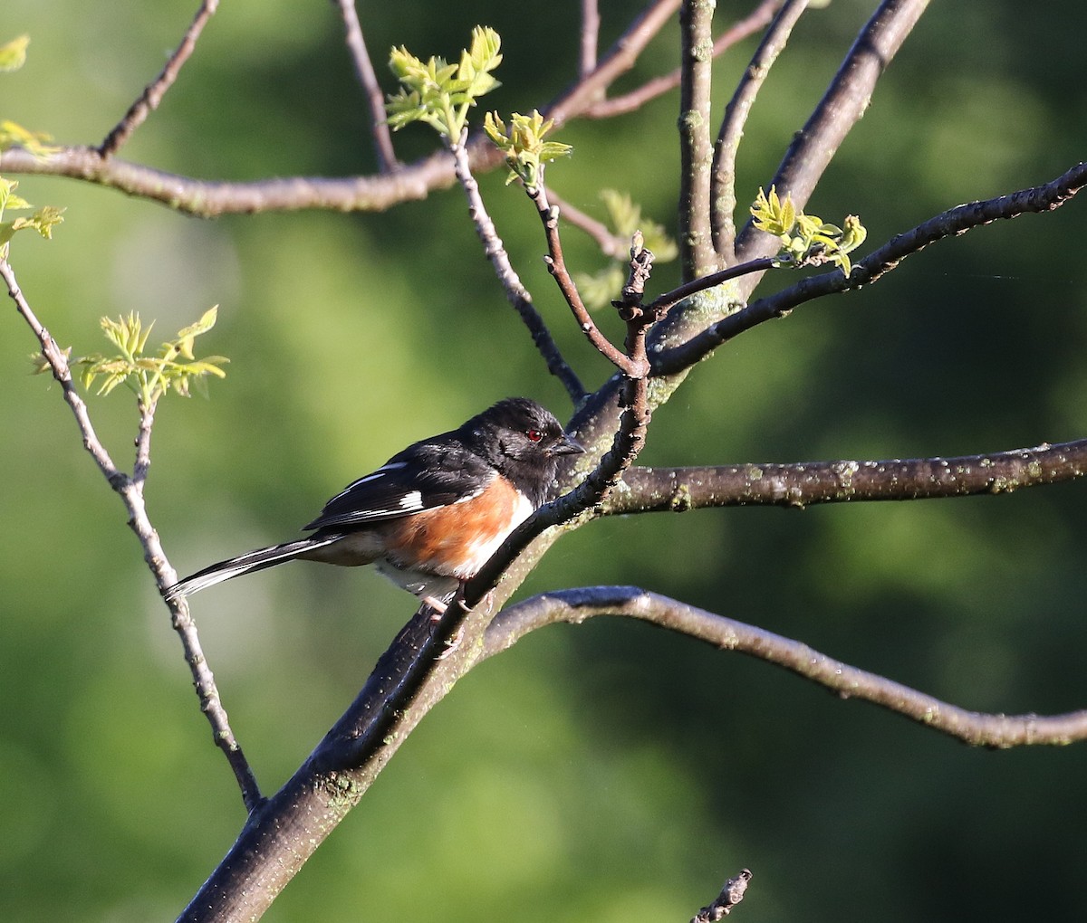 Eastern Towhee - ML636543791