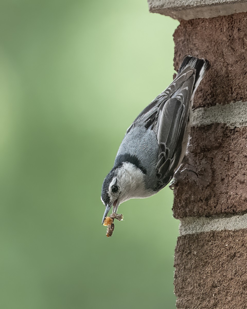 White-breasted Nuthatch - ML636543826