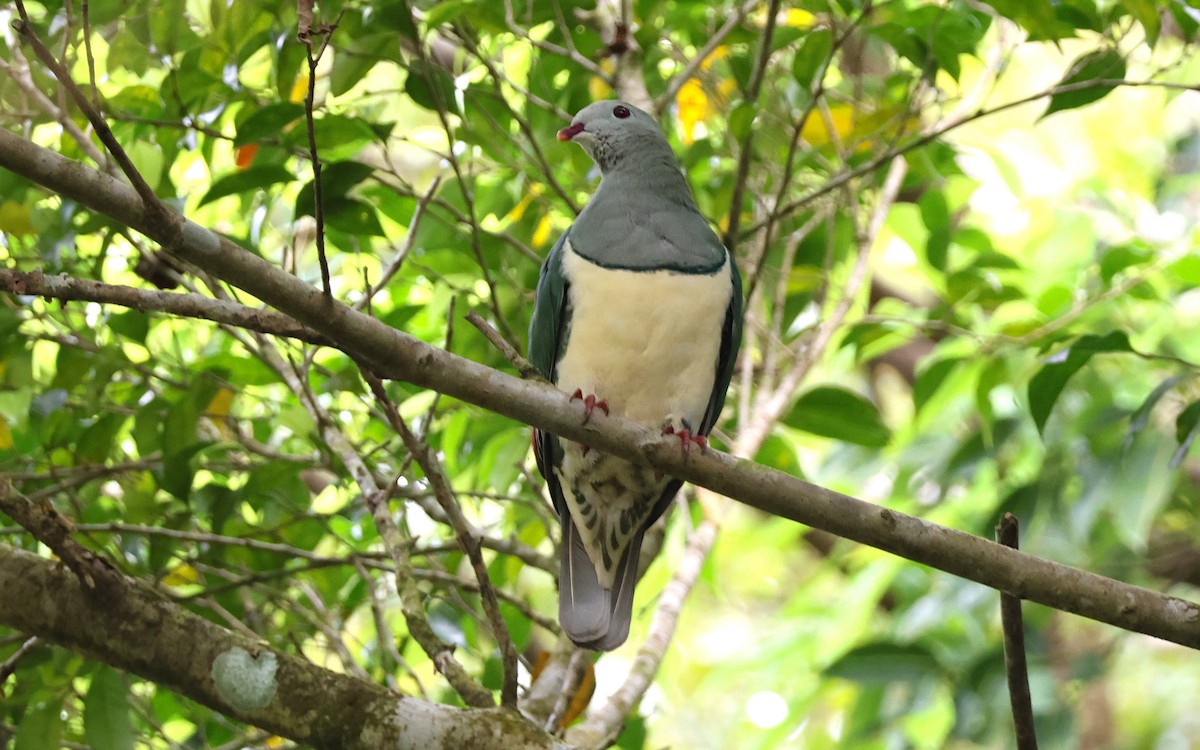 Cream-breasted Fruit-Dove - ML636543860