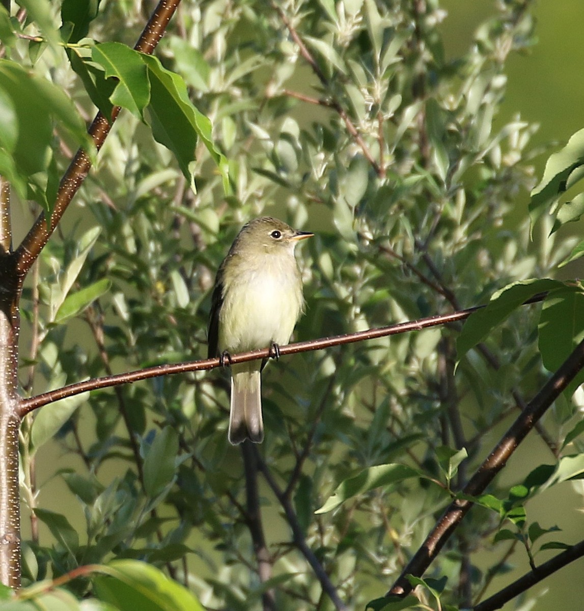 Alder Flycatcher - ML636543861